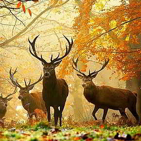 Осенний паритет. Расклад. Mabon Осенний паритет. Расклад. Mabon